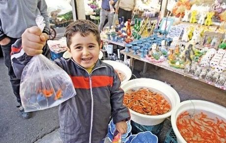 ماهی گلی جایی در سفره هفت سین ندارد