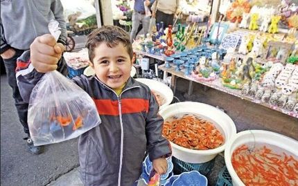 ماهی گلی جایی در سفره هفت سین ندارد
