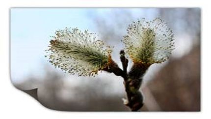 برداشت گل بیدمشک در استان آذربایجان‌غربی آغاز شد