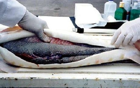 تولید سالانه ۱۰۰ تن خاویار تا چهار سال آینده