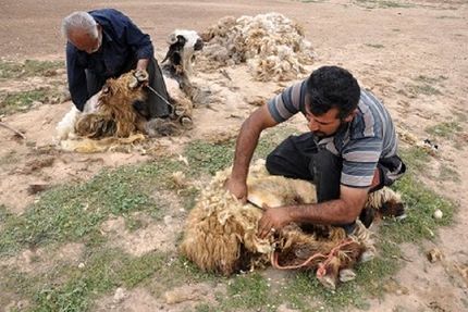 توقف سه ساله صادرات پشم/ صنایع داخلی توان جذب پشم تولیدی در کشور را ندارند