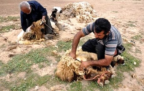 توقف سه ساله صادرات پشم/ صنایع داخلی توان جذب پشم تولیدی در کشور را ندارند
