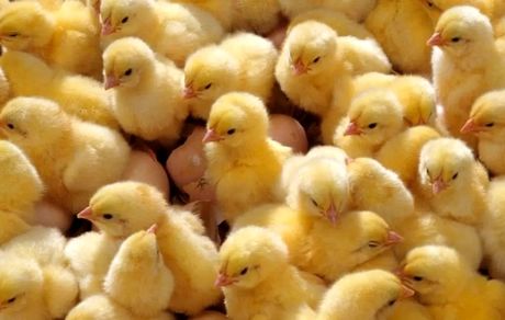 جوجه یک روزه ارزان شد