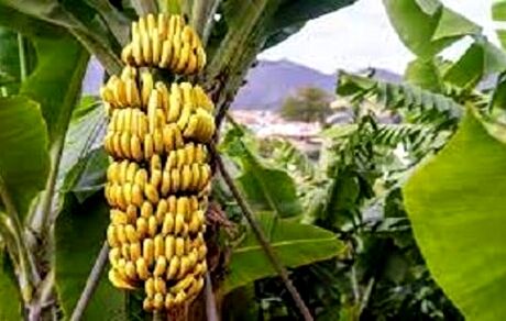 برداشت سالیانه ۱۲۰ هزار تن موز در زرآباد