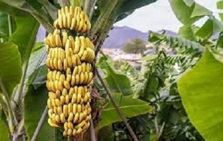 برداشت سالیانه ۱۲۰ هزار تن موز در زرآباد
