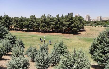 مسابقات گلف آزاد بانوان کشور در حال برگزاریست