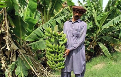 برداشت ۱۰۰ هزار تن موز از پیش‌بینی ۱۵۰ هزار تنی در سیستان و بلوچستان