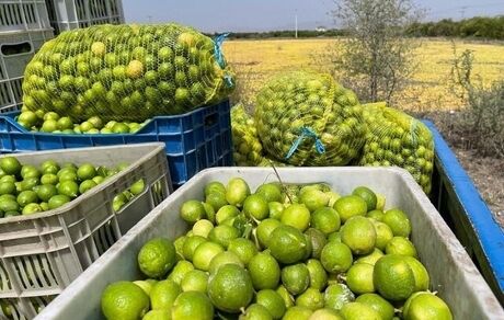 سومین جشنواره ملی لیموترش و همزمان نخستین جشنواره ملی خرما در رودان آغاز شد