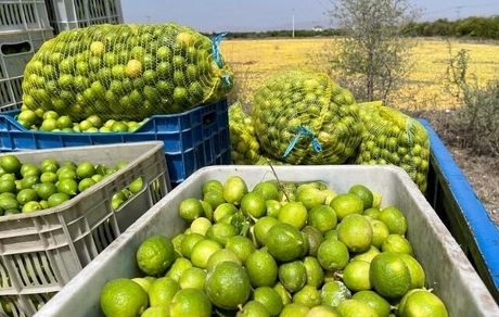 سومین جشنواره ملی لیموترش و همزمان نخستین جشنواره ملی خرما در رودان آغاز شد
