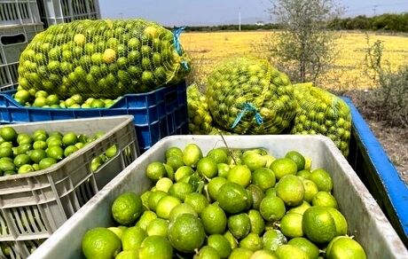 سومین جشنواره ملی لیموترش و همزمان نخستین جشنواره ملی خرما در رودان آغاز شد