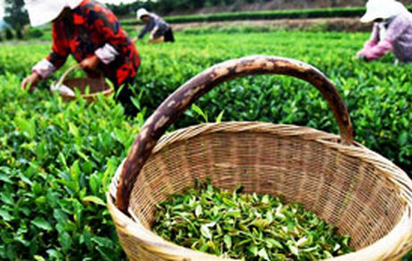 تمدید مهلت خرید تضمینی چای تا ۱۰ آبان