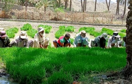 آغاز کشت برنج در ۴۲۰ هکتار از اراضی کشاورزی شهرستان سرباز