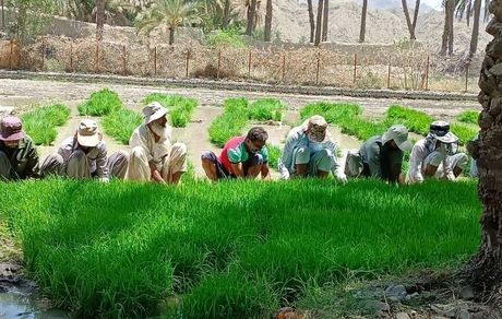 آغاز کشت برنج در ۴۲۰ هکتار از اراضی کشاورزی شهرستان سرباز