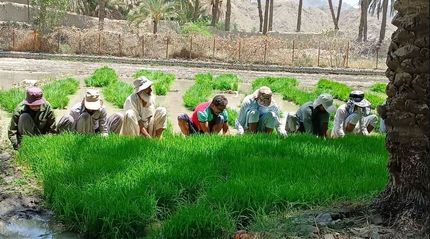 آغاز کشت برنج در ۴۲۰ هکتار از اراضی کشاورزی شهرستان سرباز