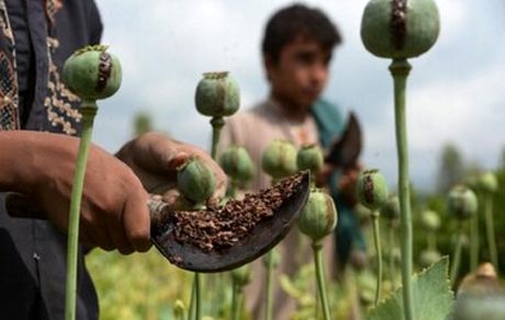 کاهش کشت خشخاش در افغانستان