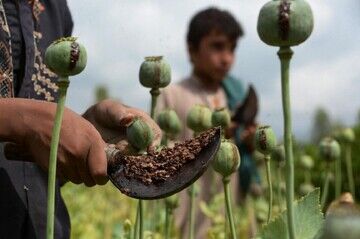 کاهش کشت خشخاش در افغانستان