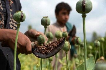 کاهش کشت خشخاش در افغانستان
