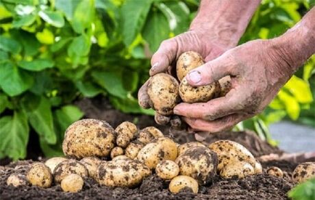 خرید تضمینی سیب زمینی آغاز شد