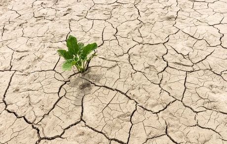 یک سوم استان خراسان جنوبی درگیر بیابان‌زایی است
