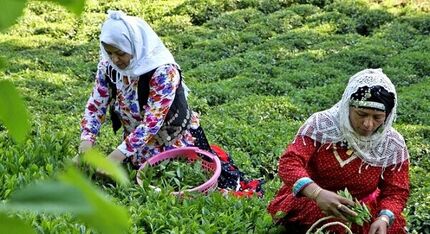 رشد ۷۷ درصدی صادرات چای ایرانی‌/ به ۲۵ کشور چای صادر می‌کنیم