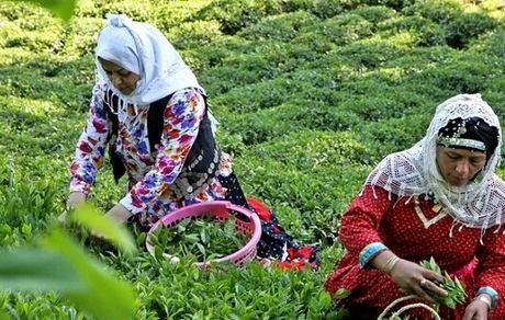 رشد ۷۷ درصدی صادرات چای ایرانی‌/ به ۲۵ کشور چای صادر می‌کنیم
