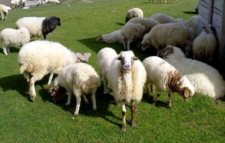 جمعیت کنونی دام سبک کشور، ۴.۵ میلیون راس است