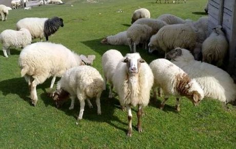 جمعیت کنونی دام سبک کشور، ۴.۵ میلیون راس است