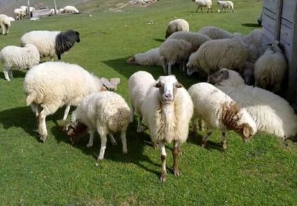 جمعیت کنونی دام سبک کشور، ۴.۵ میلیون راس است