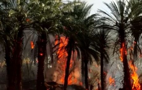 ۸۰۰ اصله درخت نخل در بندرعباس سوخت