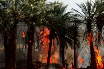 ۸۰۰ اصله درخت نخل در بندرعباس سوخت
