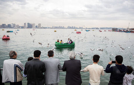 ماجرای پشه‌های مشاهده شده در دریاچه شهدای خلیج فارس (چیتگر) چیست؟