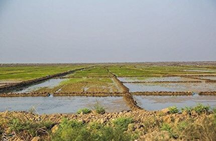 گورستانی تاریخی در ساوجبلاغ کشف شد