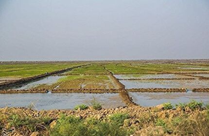 گورستانی تاریخی در ساوجبلاغ کشف شد