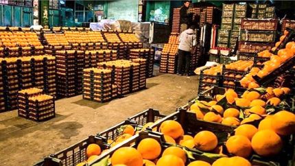 ذخیره‌سازی ۴۴۰ تن سیب و پرتقال شب عیدی در استان قزوین