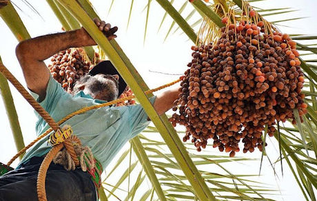 ۱۳ درصد خرمای جهان در ایران تولید می‌شود
