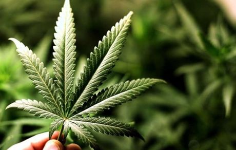 کشف بزرگترین محموله ماریجوانای سال در ری