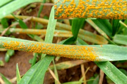 مشاهده آلودگی به بیماری در مزارع گندم سه شهر استان اردبیل