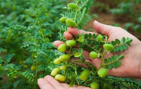 برداشت نخود از ۸۷۰ هکتار از اراضی شهرستان طارم
