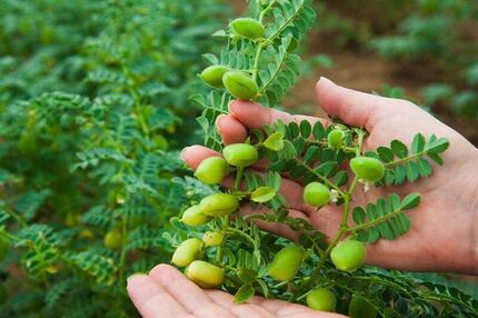 برداشت نخود از ۸۷۰ هکتار از اراضی شهرستان طارم