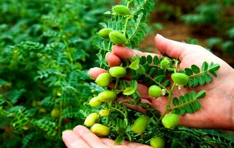 برداشت نخود از ۸۷۰ هکتار از اراضی شهرستان طارم