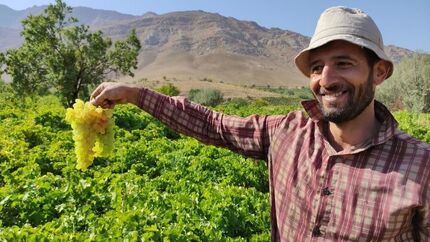 استان چهارمحال و بختیاری میزبان جشنواره انگور