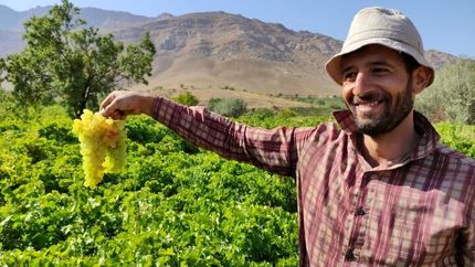 استان چهارمحال و بختیاری میزبان جشنواره انگور