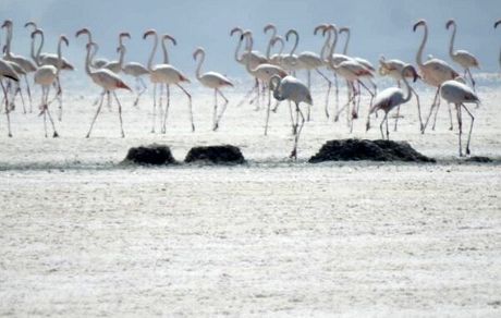 حقابه بختگان در پاییز رهاسازی شد/ امکان اختصاص مجدد حقابه نیست