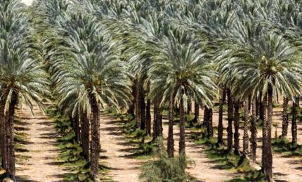 عراق، خرما را جایگزین اقتصادی نفت محور می‌کند