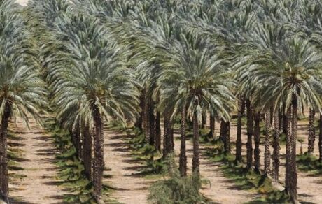 عراق، خرما را جایگزین اقتصادی نفت محور می‌کند