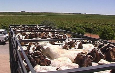 با موافقت دولت؛ ۵۰۰ هزار رأس دام مازاد صادر می شود