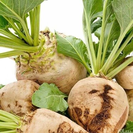 چغندر و خواص بی نظیر آن 