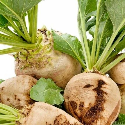 چغندر و خواص بی نظیر آن 