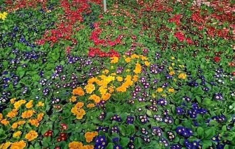 بزرگترین گل‌کاری نوروزی در مشهد اجرا می‌شود
