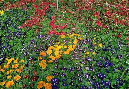 بزرگترین گل‌کاری نوروزی در مشهد اجرا می‌شود